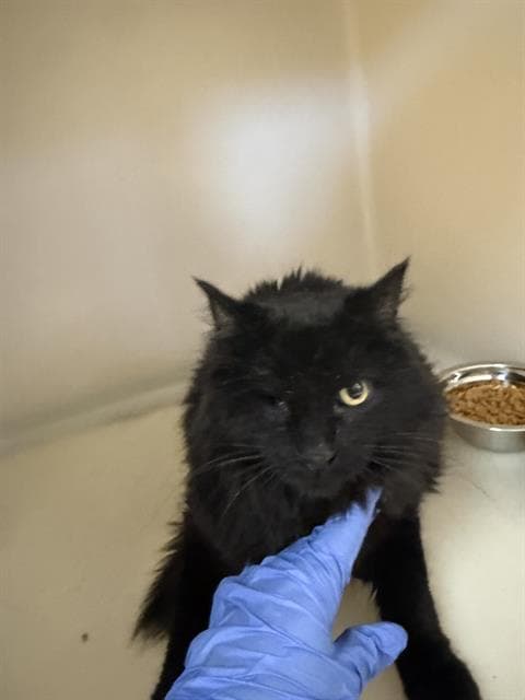 Nova - Domestic Medium Hair