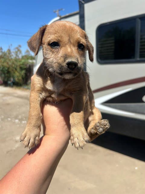 Unknown - Chihuahua