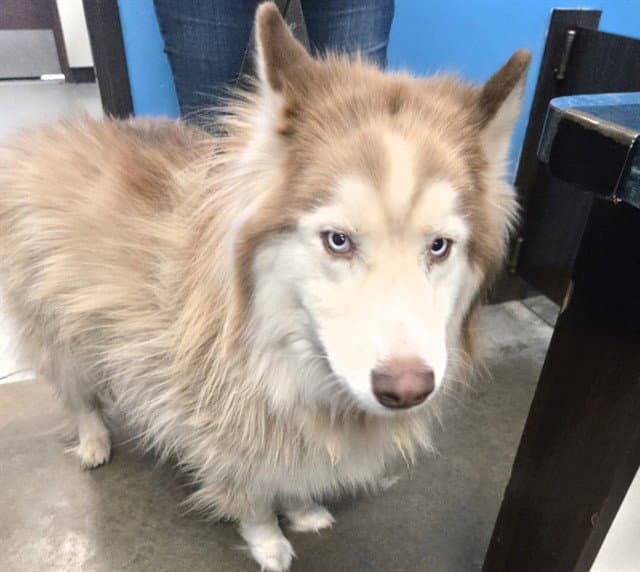 Romy - Husky