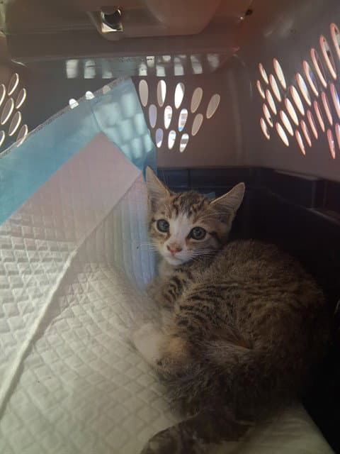 Cinder - Domestic Short Hair