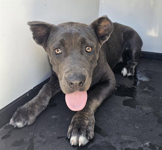 Unknown - Cane Corso Mastiff