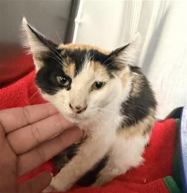 Mystique - Domestic Short Hair