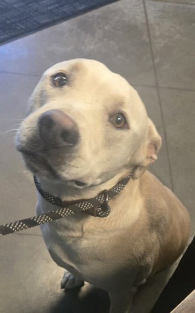 Sammy - Labrador Retriever