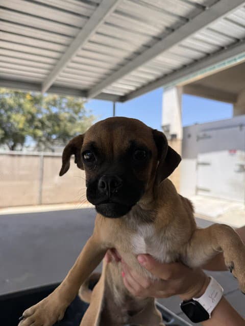 Unknown - Pug