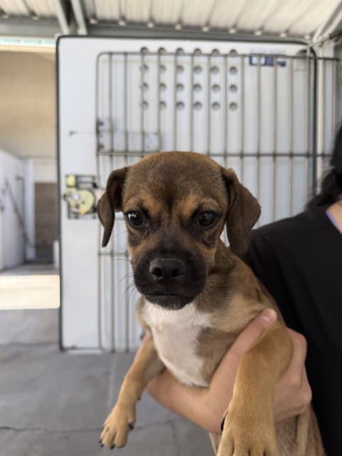 Unknown - Pug