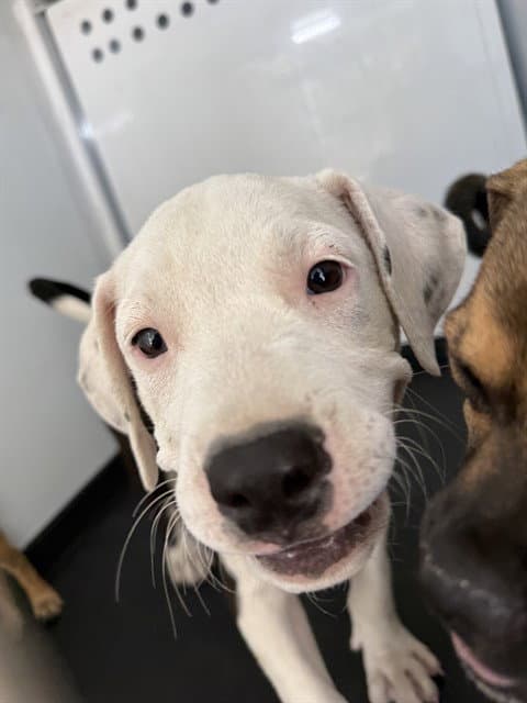 Unknown - Pit Bull Terrier