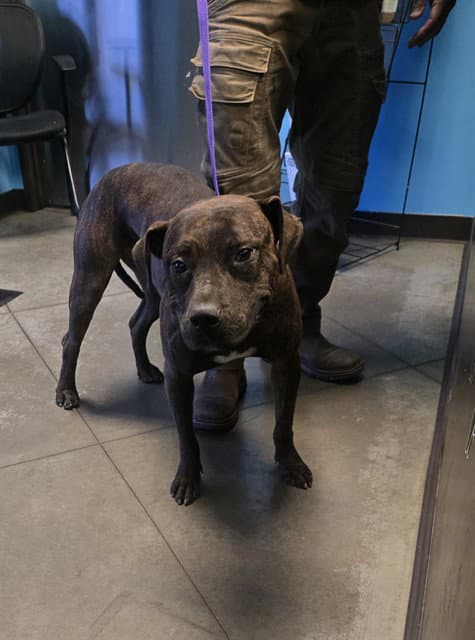 Randy - Pit Bull Terrier