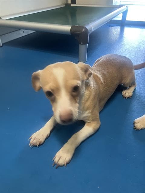 Unknown - Chihuahua