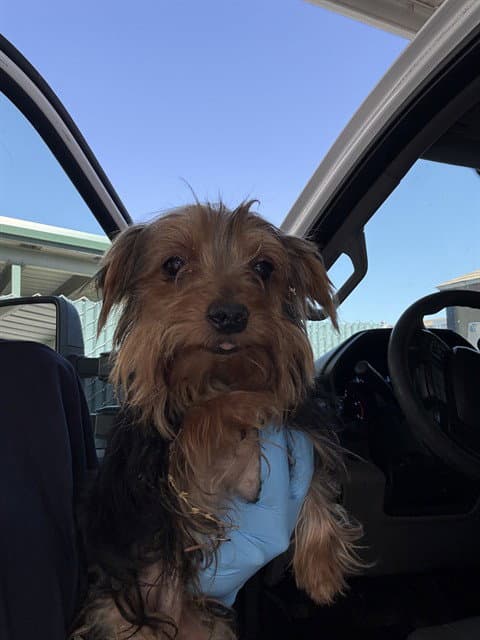 Unknown - Yorkshire Terrier Yorkie