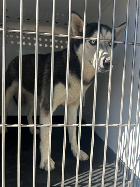 Unknown - Siberian Husky
