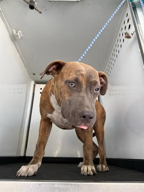 Unknown - Pit Bull Terrier