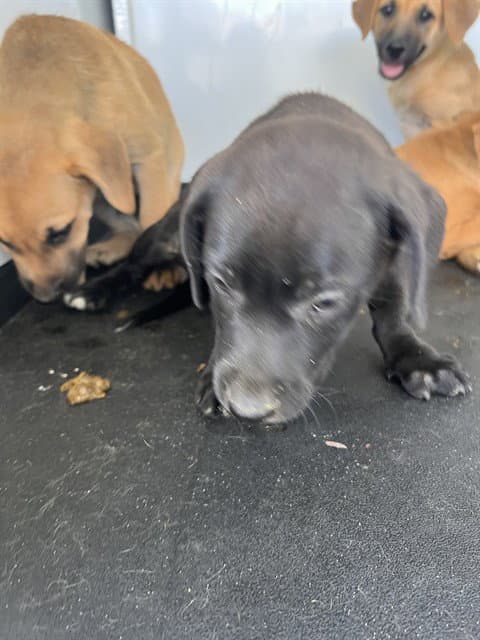 Unknown - Labrador Retriever