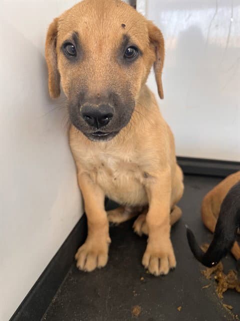 Unknown - Labrador Retriever
