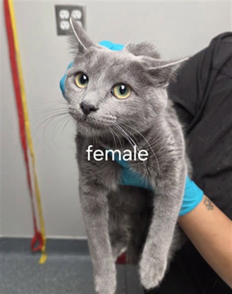 Unknown - Domestic Medium Hair
