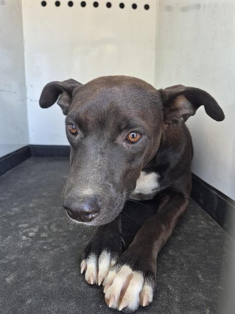 Unknown - Pit Bull Terrier