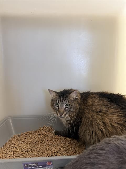 Unknown - Domestic Medium Hair