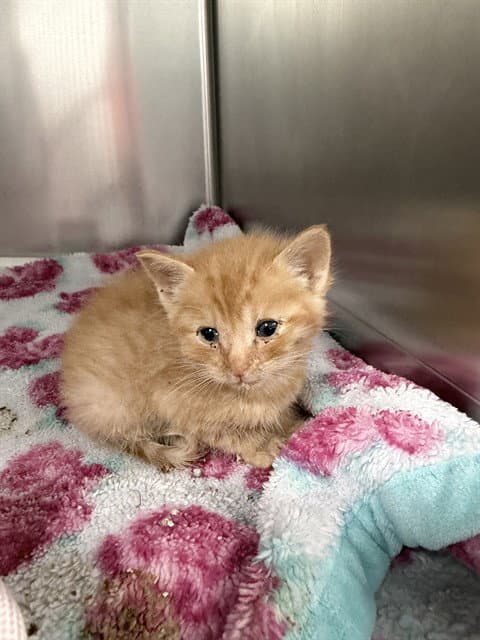 Simba - Domestic Short Hair