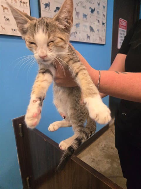 Unknown - Domestic Short Hair