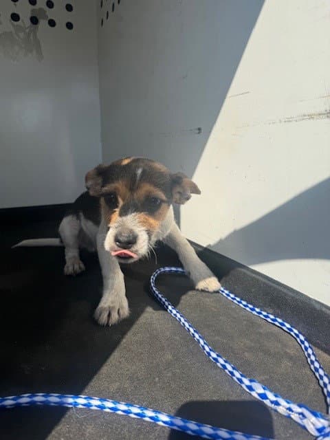 Wilson - Jack Russell Terrier (Parson Russell Terrier)