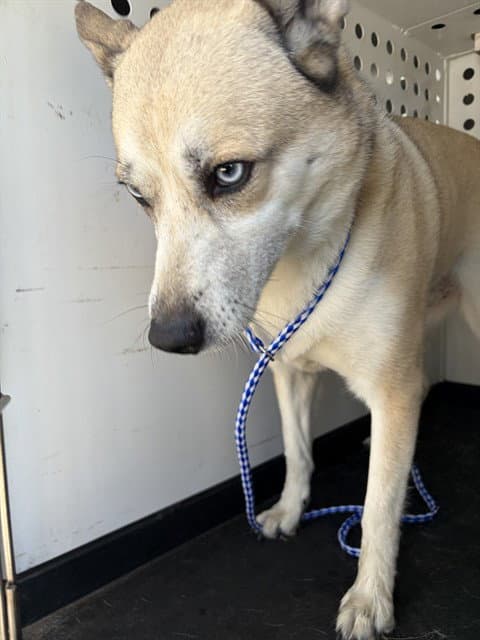 Unknown - Siberian Husky