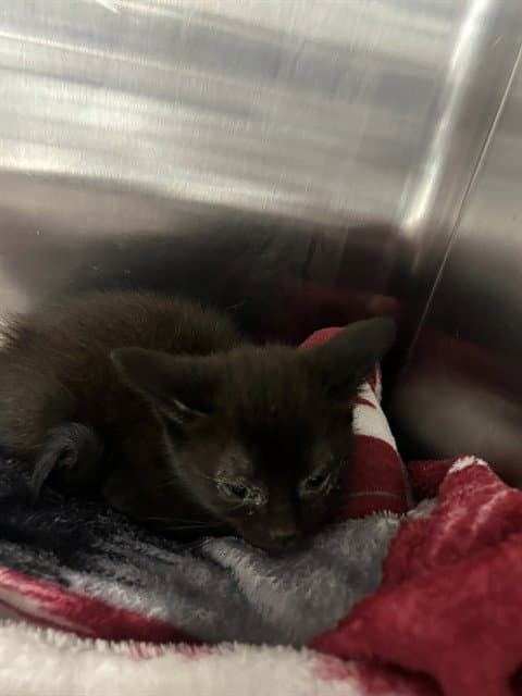 Sandy - Domestic Short Hair
