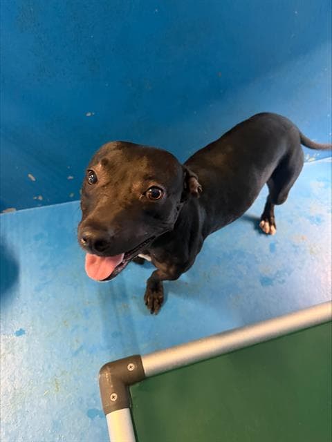 Gidget - Pit Bull Terrier