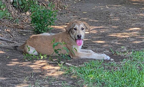 Unknown - Anatolian Shepherd
