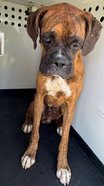 Unknown - Boxer