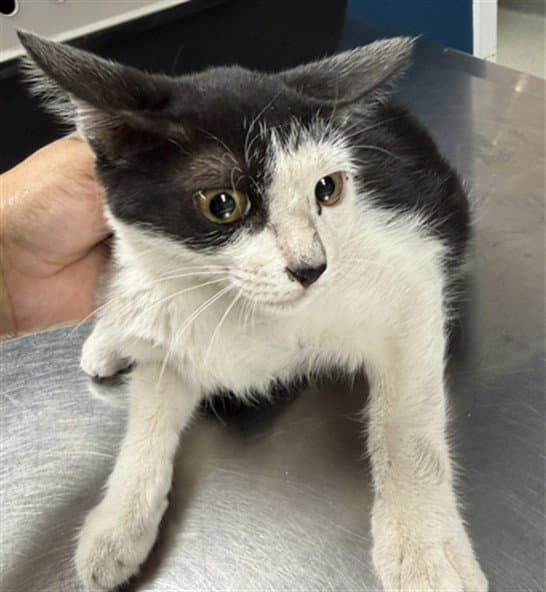Unknown - Domestic Short Hair