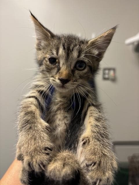 Unknown - Domestic Short Hair
