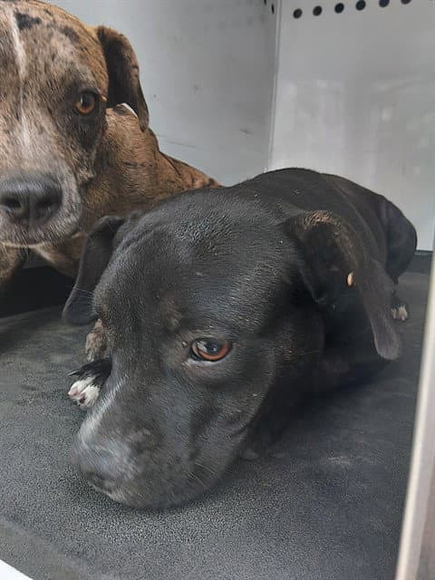 Unknown - Pit Bull Terrier