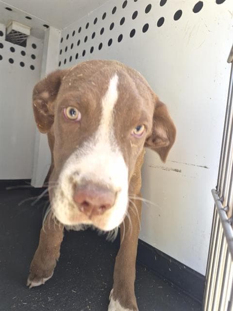 Unknown - Pit Bull Terrier