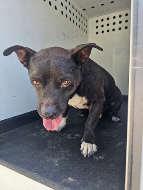 Unknown - American Pit Bull Terrier