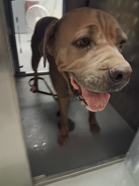 Unknown - Mastiff