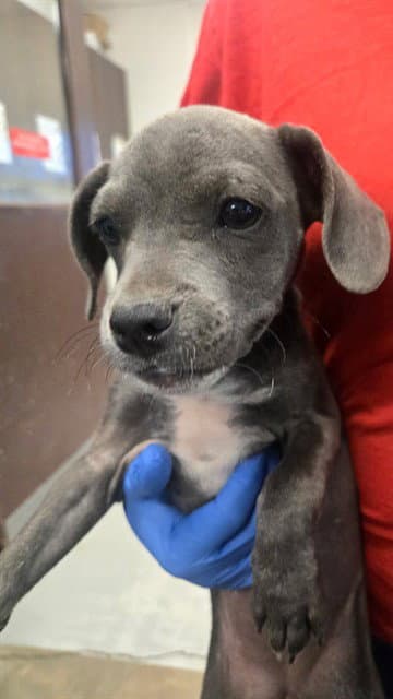 Unknown - Pit Bull Terrier