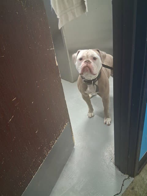 Stella - American Bulldog