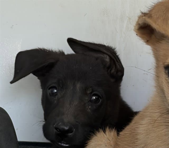 Unknown - German Shepherd Dog