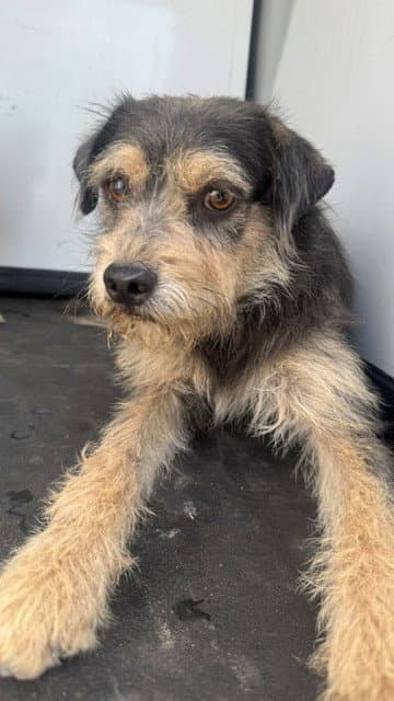 Unknown - Terrier