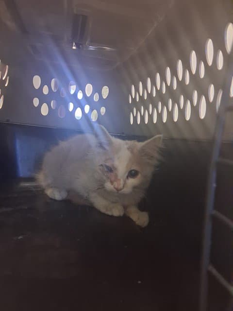 Unknown - Domestic Medium Hair