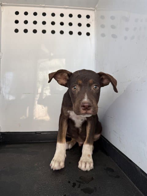 Unknown - Pit Bull Terrier