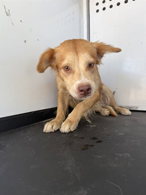 Unknown - Golden Retriever