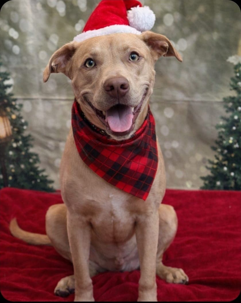 Felipe - Weimaraner