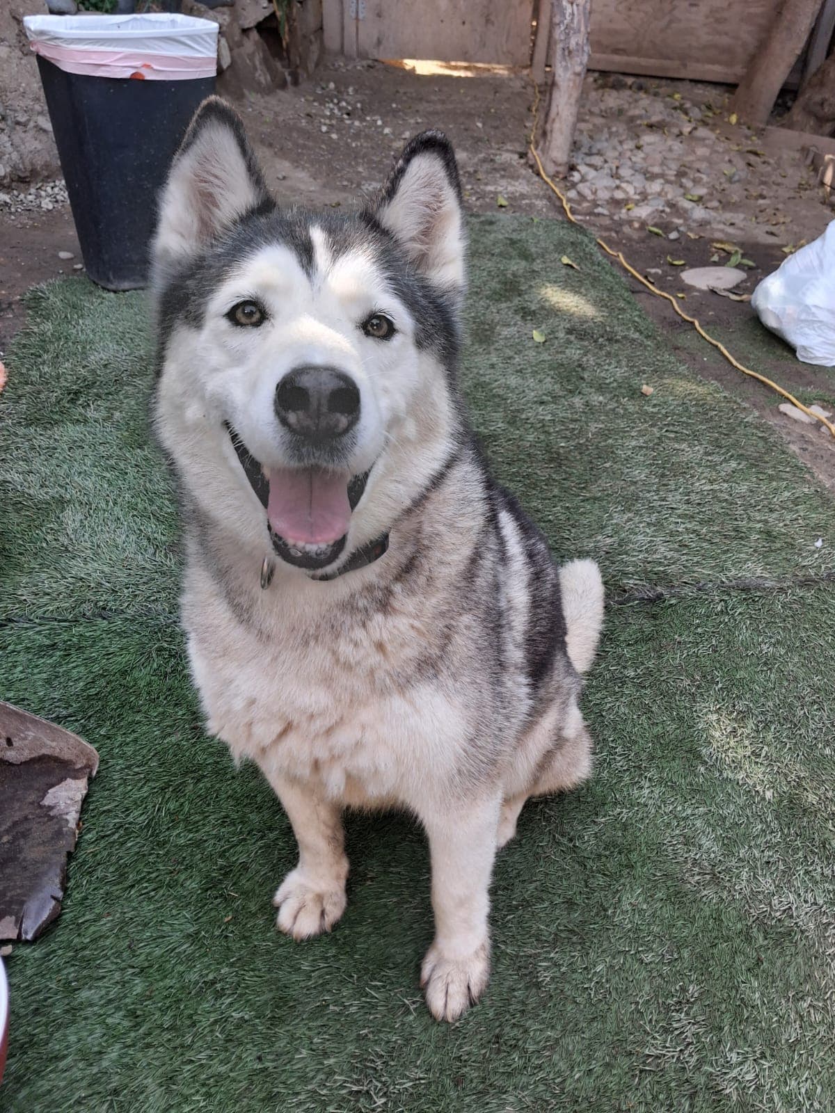 Lilo - Siberian Husky