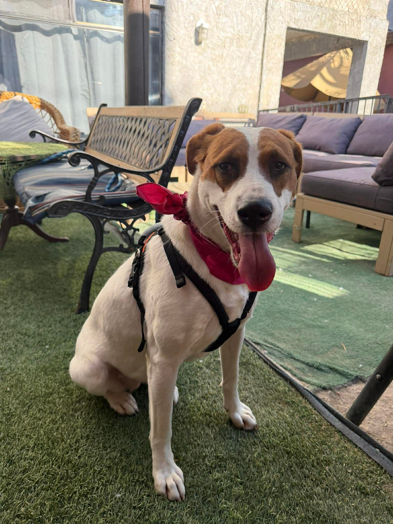 Penny - American Foxhound