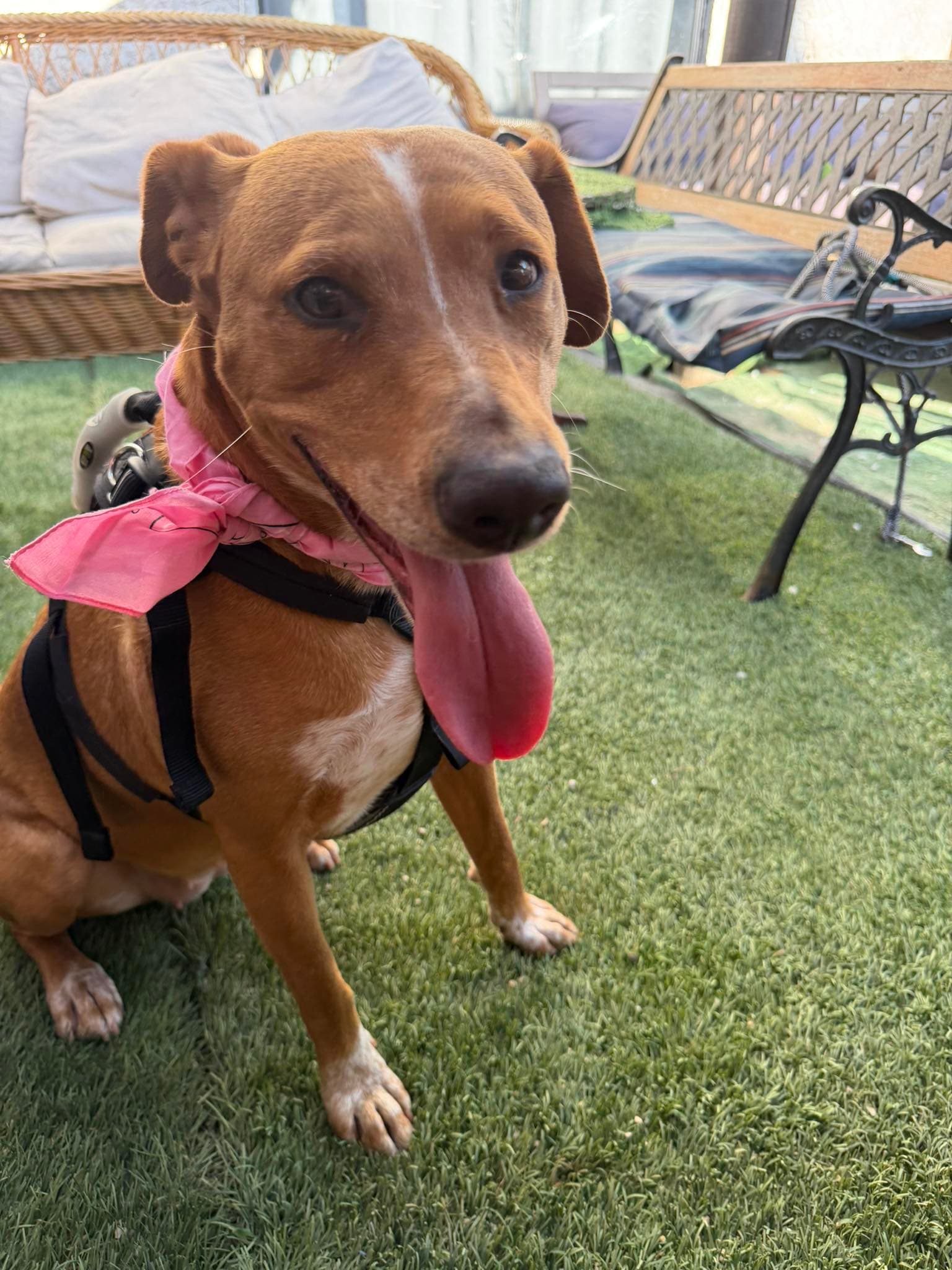 Xena - American Foxhound
