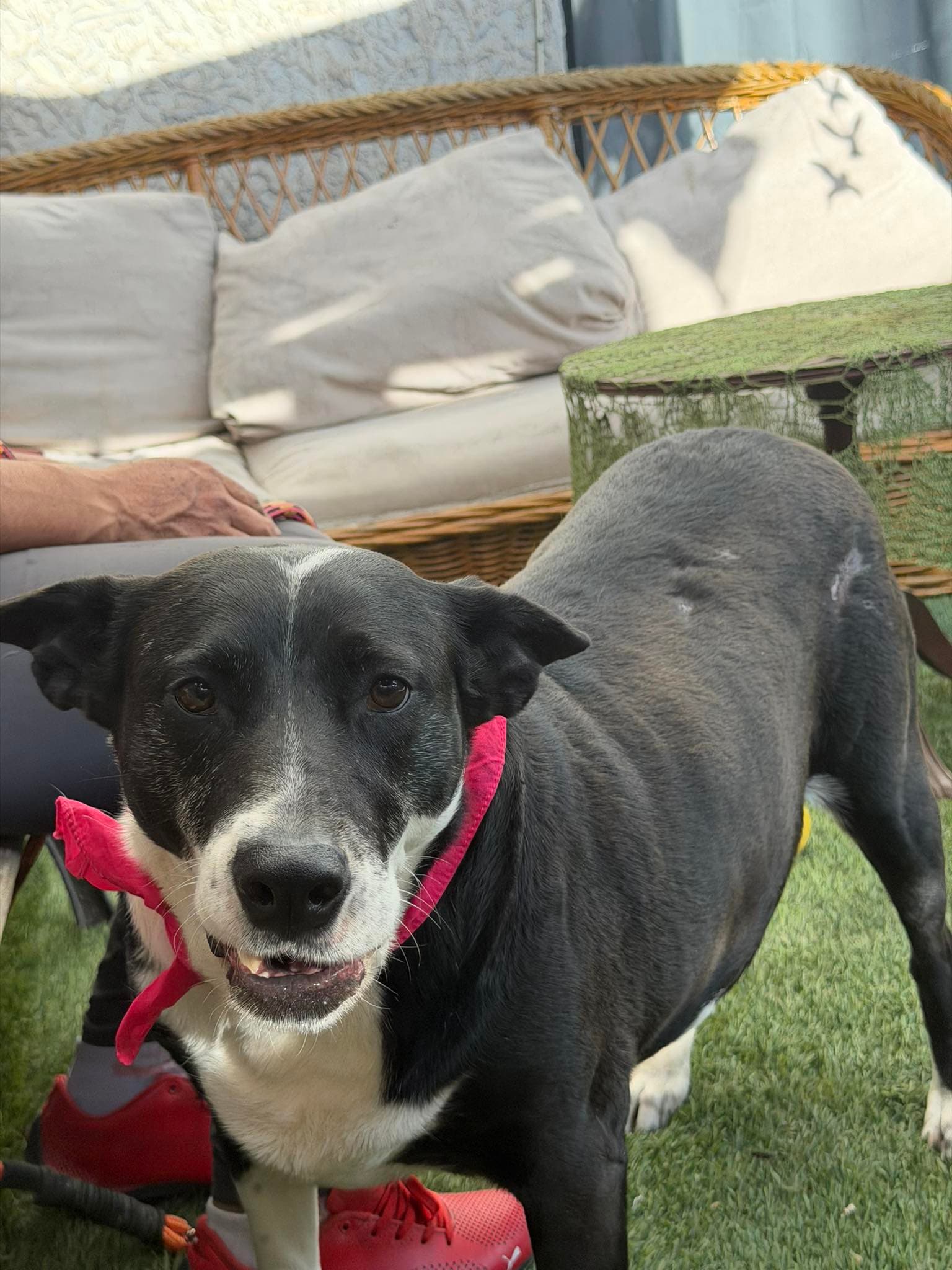 Vaca - Australian Kelpie