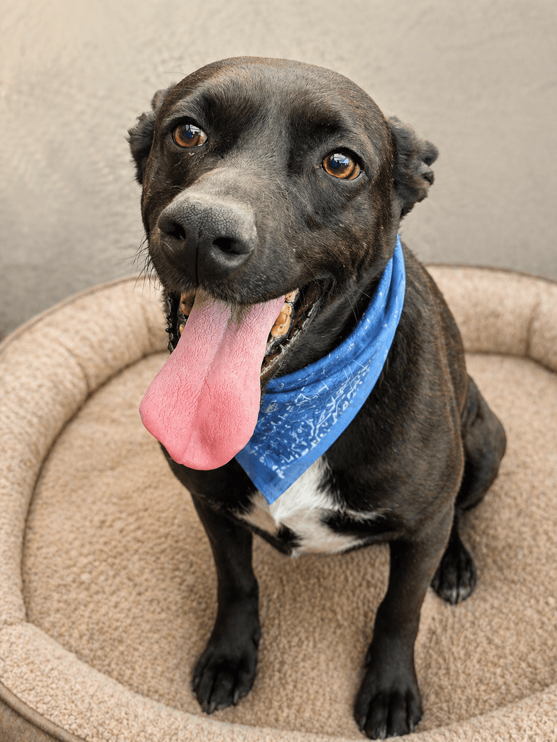 Bebo - Black Labrador Retriever