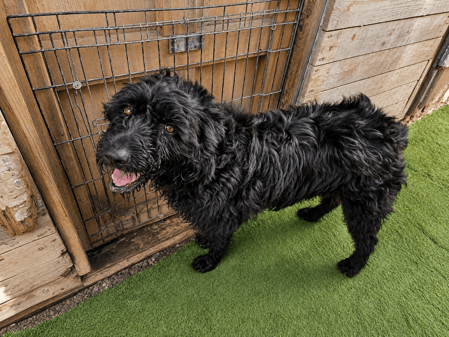 Moonstone - Portuguese Water Dog