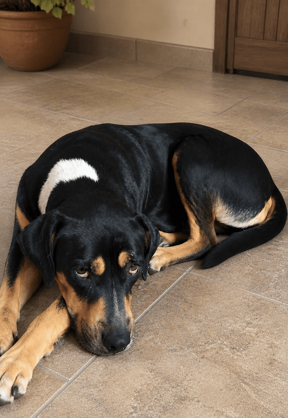 Macerena D - Rottweiler