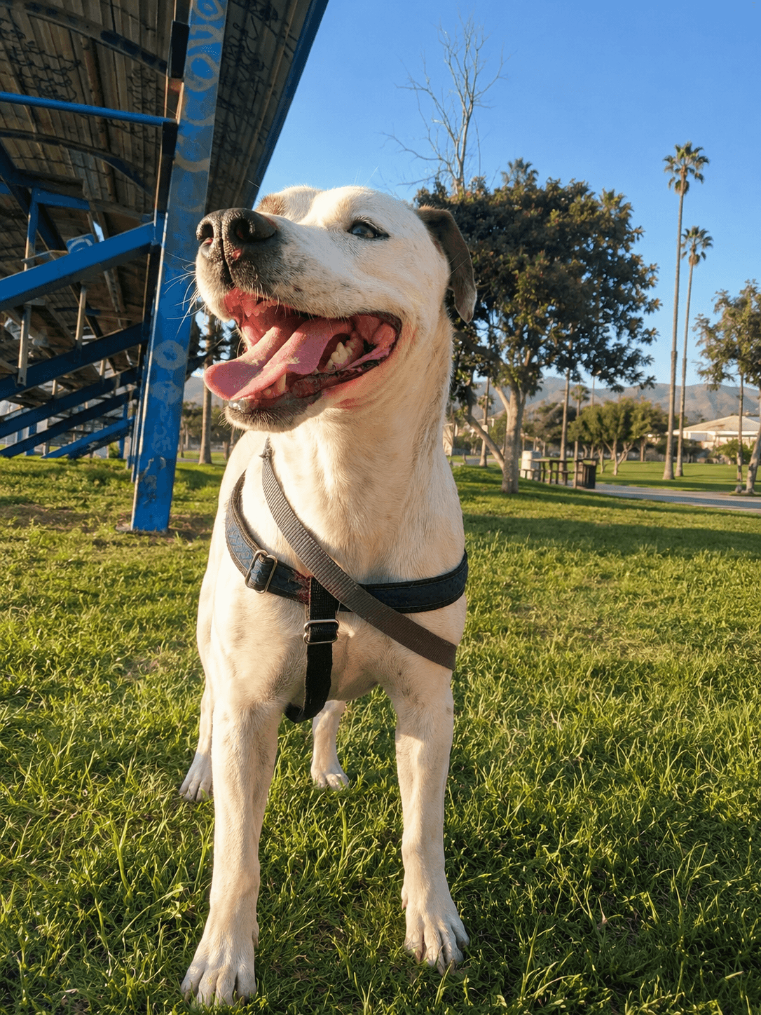 Nino T - American Pit Bull Terrier